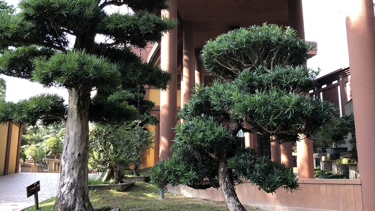 Обои дерево, бонсай, растение, скамейка, тень в разрешении 1280x720