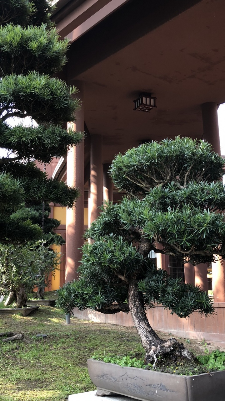 Обои дерево, бонсай, растение, скамейка, тень в разрешении 720x1280