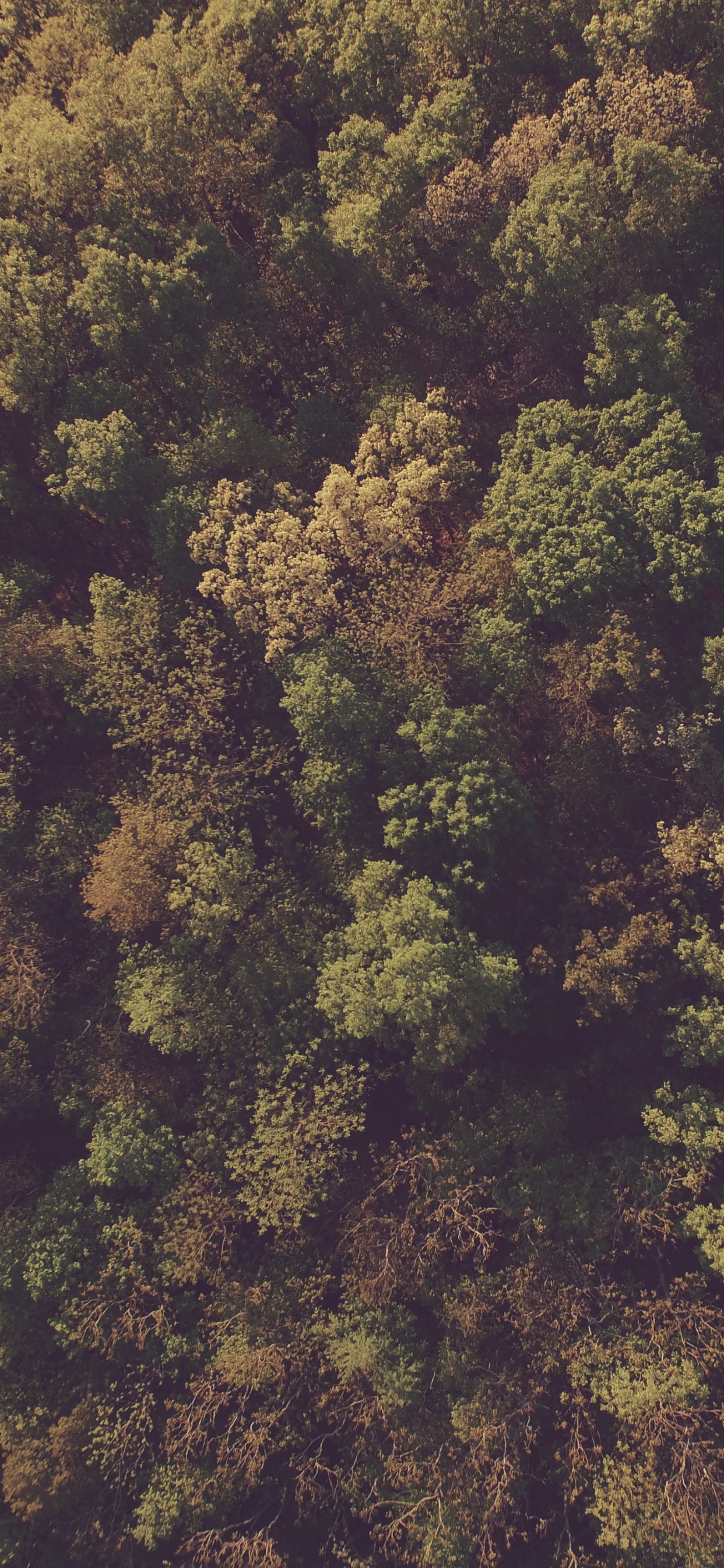 Обои лес, дерево, растительность, США национальный лес, трава в разрешении 1242x2688