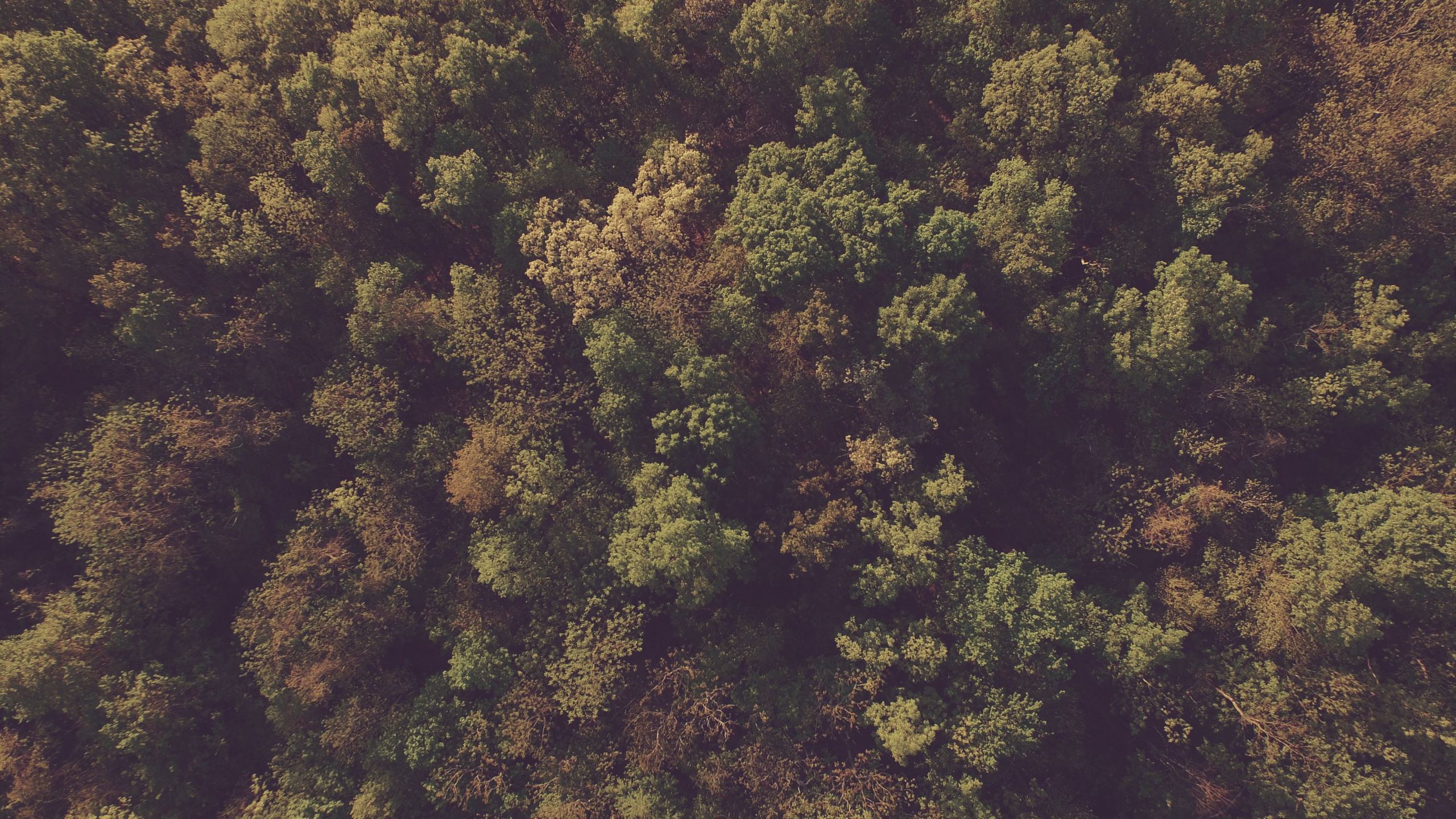 Обои лес, дерево, растительность, США национальный лес, трава в разрешении 2560x1440