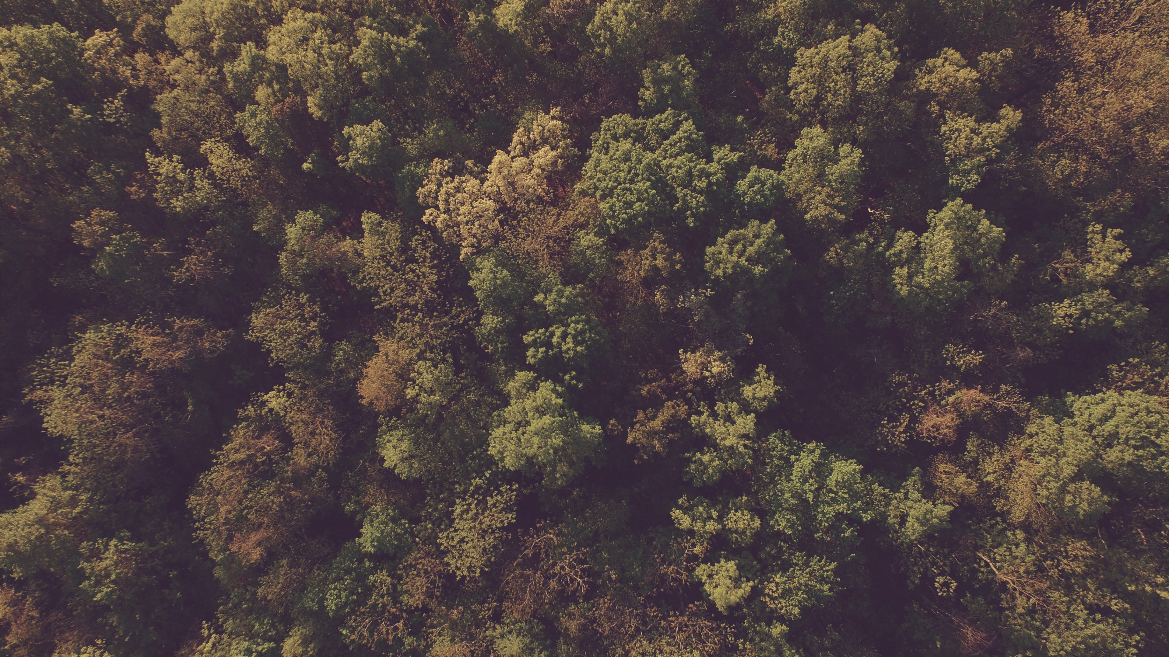 Обои лес, дерево, растительность, США национальный лес, трава в разрешении 3840x2160