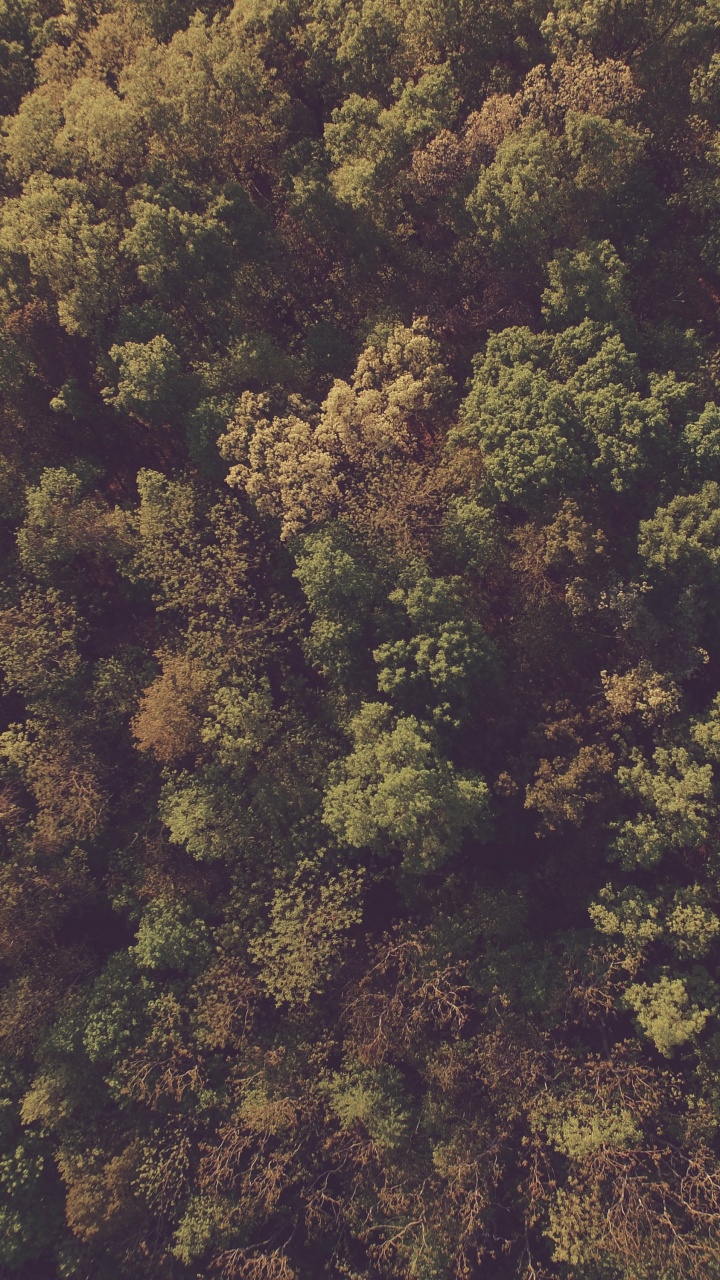 Обои лес, дерево, растительность, США национальный лес, трава в разрешении 720x1280