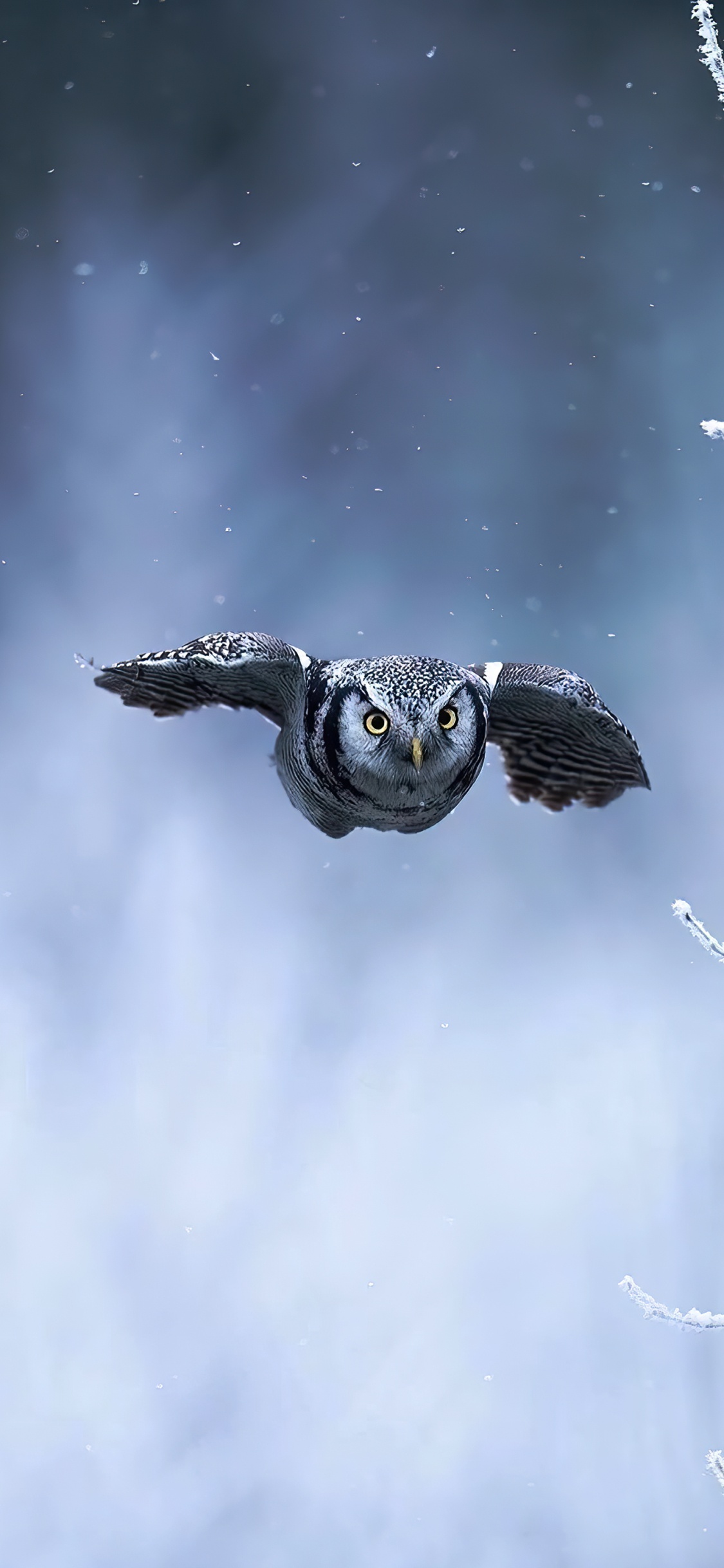 Обои птица, атмосфера, глаз, облако, клюв в разрешении 1125x2436