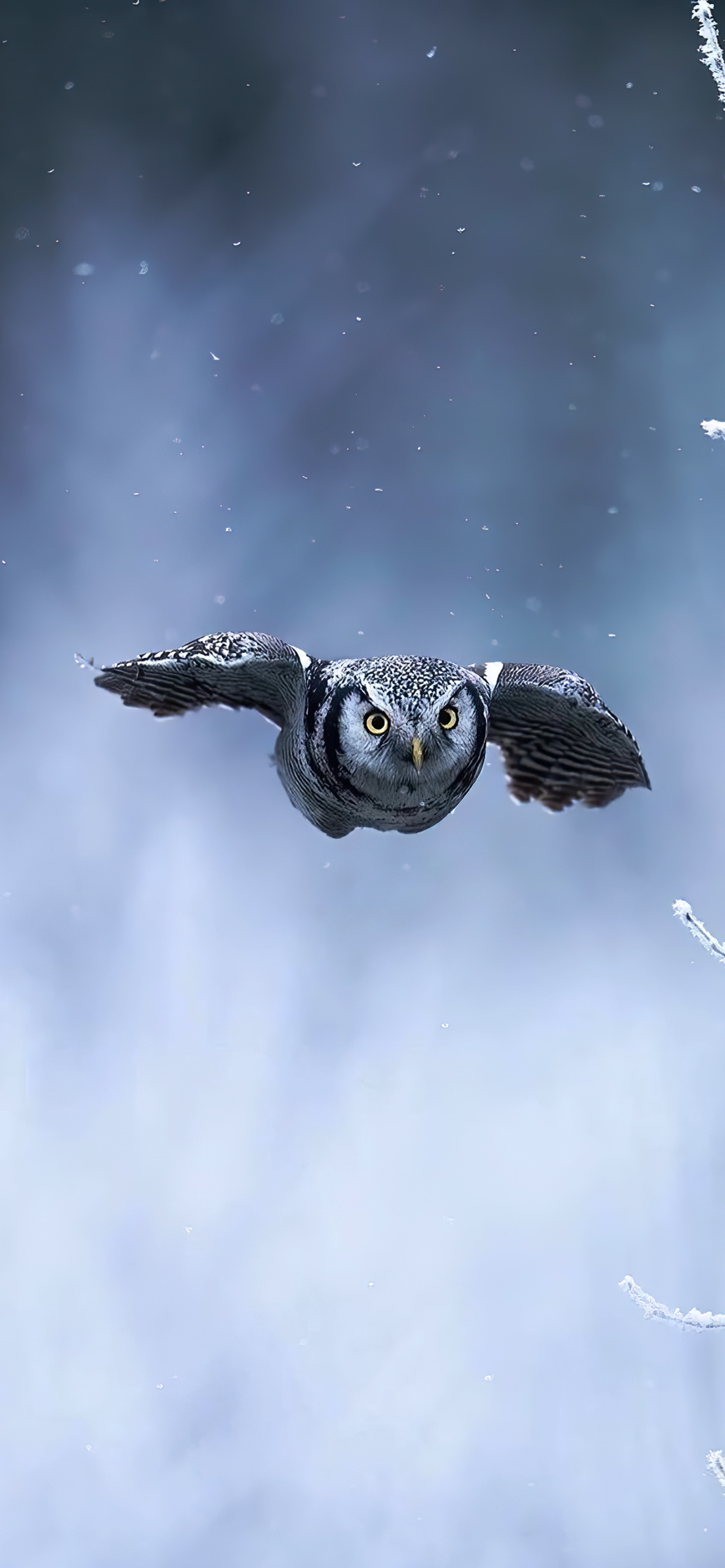 Обои птица, атмосфера, глаз, облако, клюв в разрешении 1242x2688