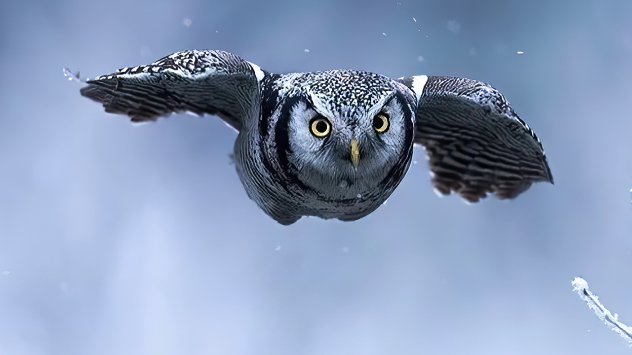 Обои птица, атмосфера, глаз, облако, клюв в разрешении 1280x720