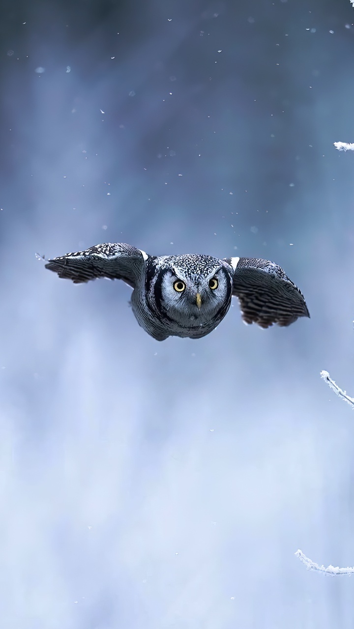 Обои птица, атмосфера, глаз, облако, клюв в разрешении 720x1280