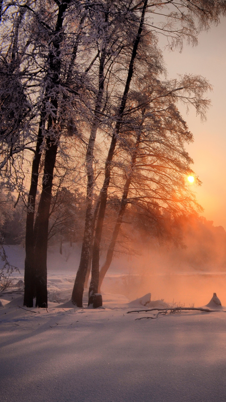 Обои снег, зима, замораживание, утро, дерево в разрешении 750x1334