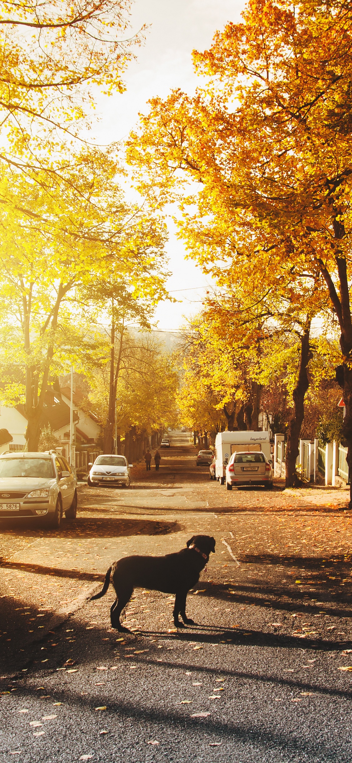 Обои Лапа Люблю Собак, пес, дерево, утро, солнечный свет в разрешении 1125x2436