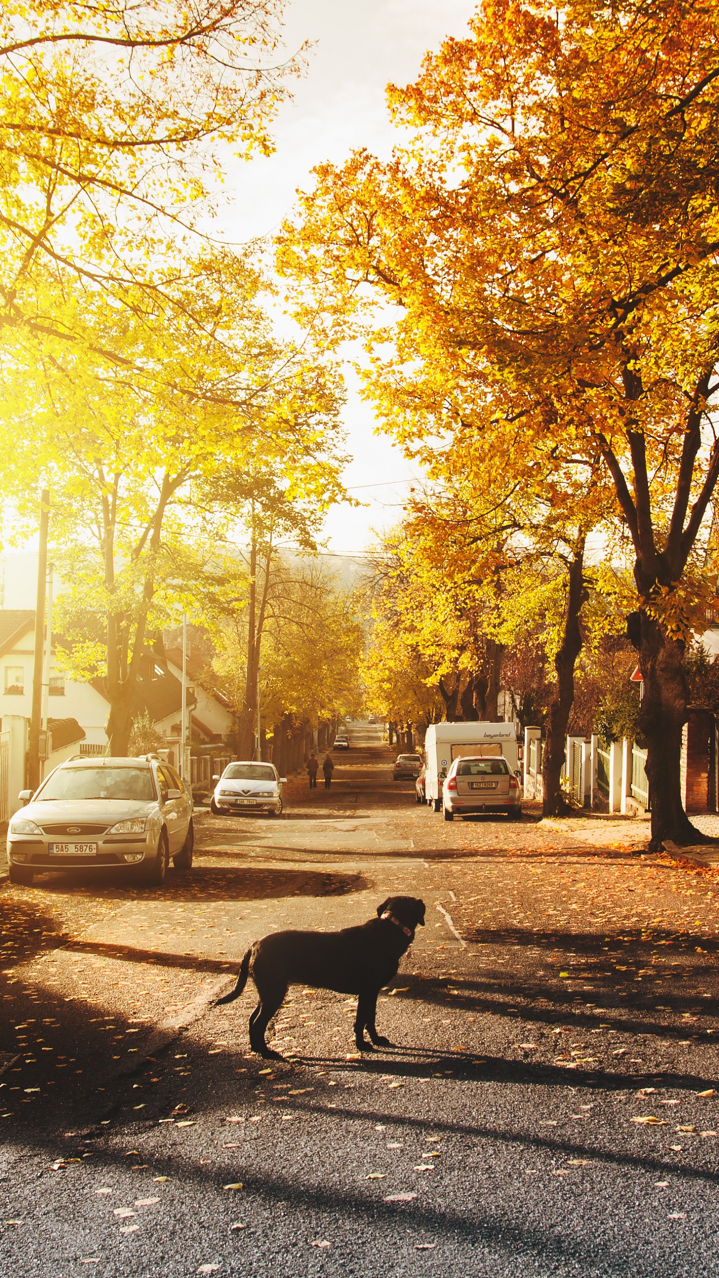 Обои Лапа Люблю Собак, пес, дерево, утро, солнечный свет в разрешении 1440x2560