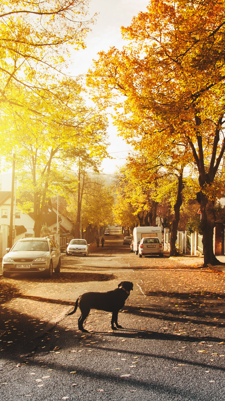 Обои Лапа Люблю Собак, пес, дерево, утро, солнечный свет в разрешении 750x1334
