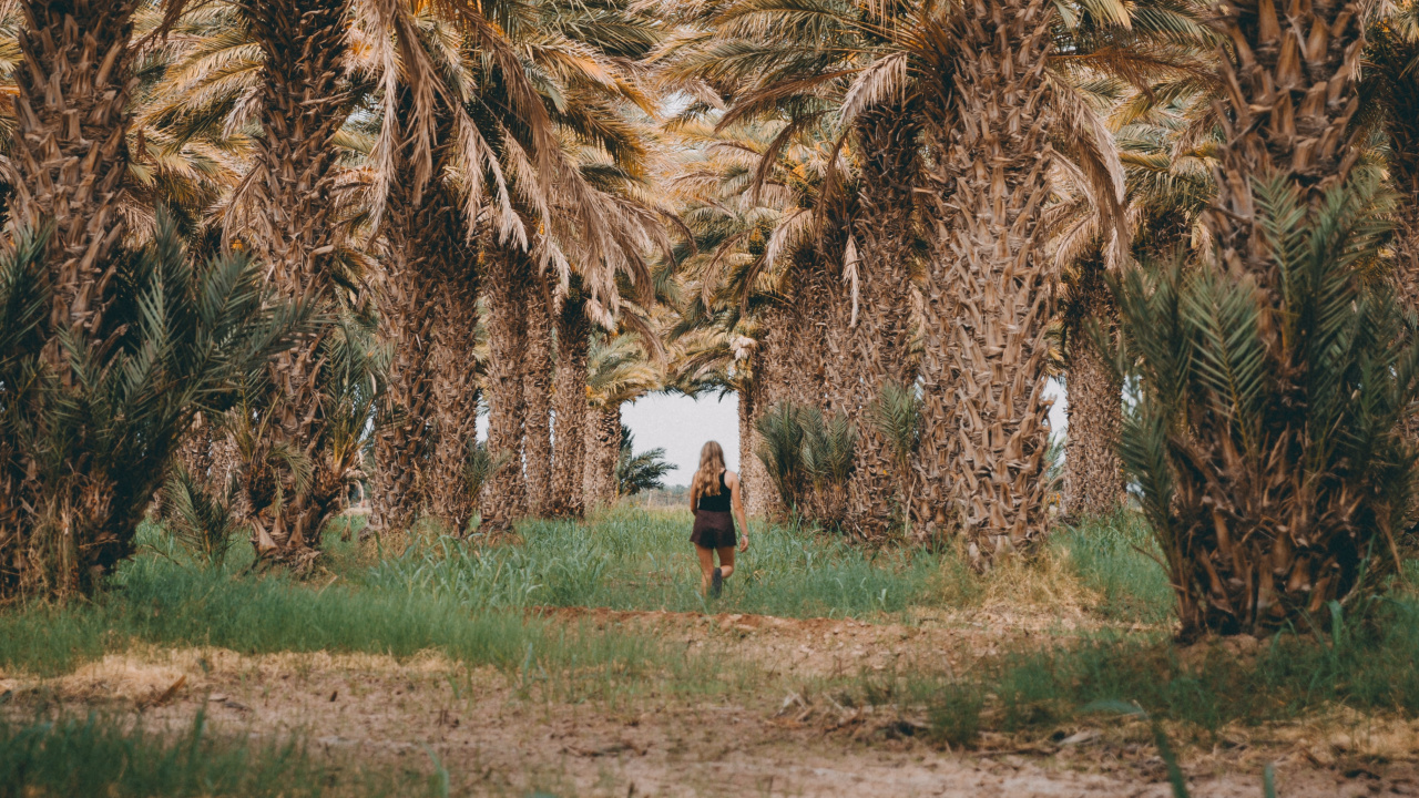 Обои elaeis, attalea специоза, дерево, фрукты, рассада в разрешении 1280x720