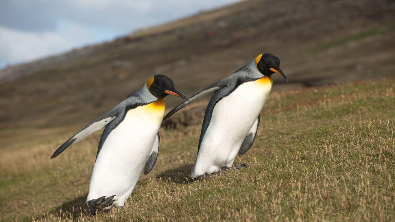 Обои императорский пингвин, король пингвинов, птица, нелетающая птица, клюв в разрешении 1366x768