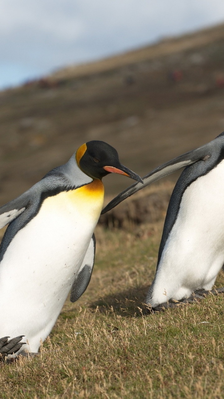 Обои императорский пингвин, король пингвинов, птица, нелетающая птица, клюв в разрешении 720x1280