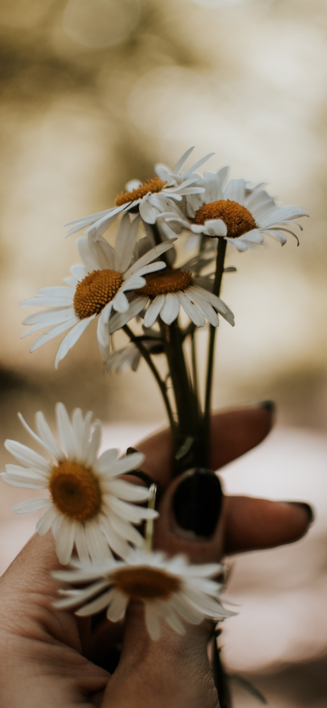 Обои цветок, природа, растение, окружающая среда, весна в разрешении 1125x2436