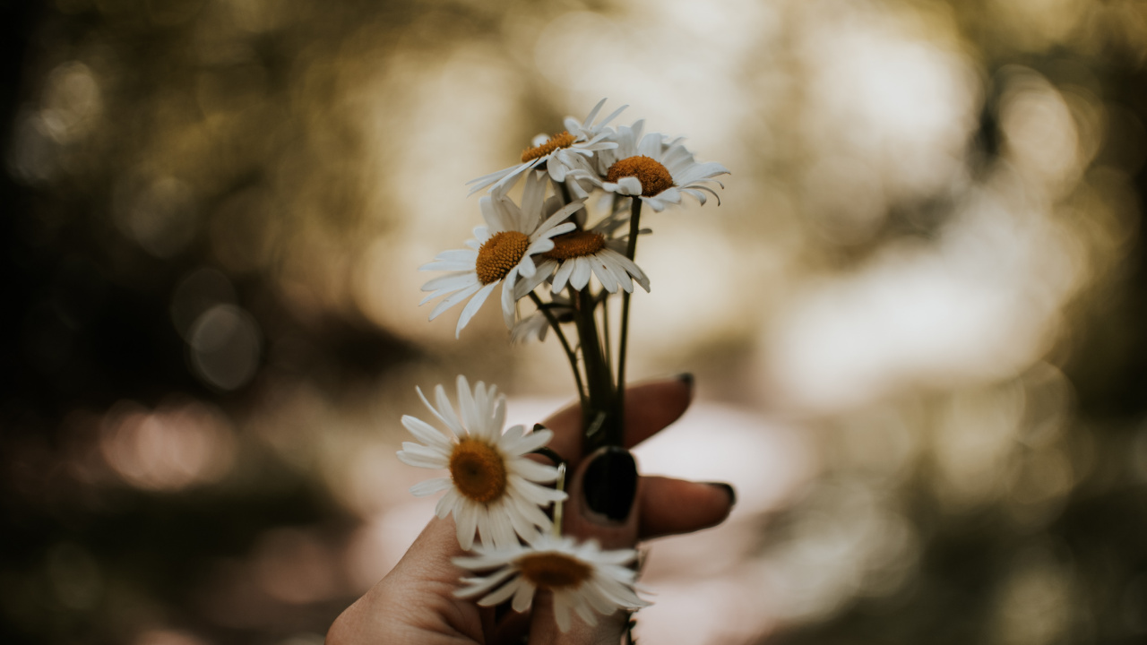 Обои цветок, природа, растение, окружающая среда, весна в разрешении 1280x720