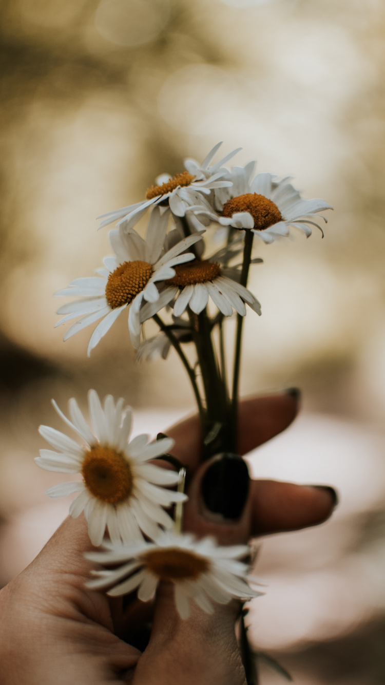 Обои цветок, природа, растение, окружающая среда, весна в разрешении 750x1334