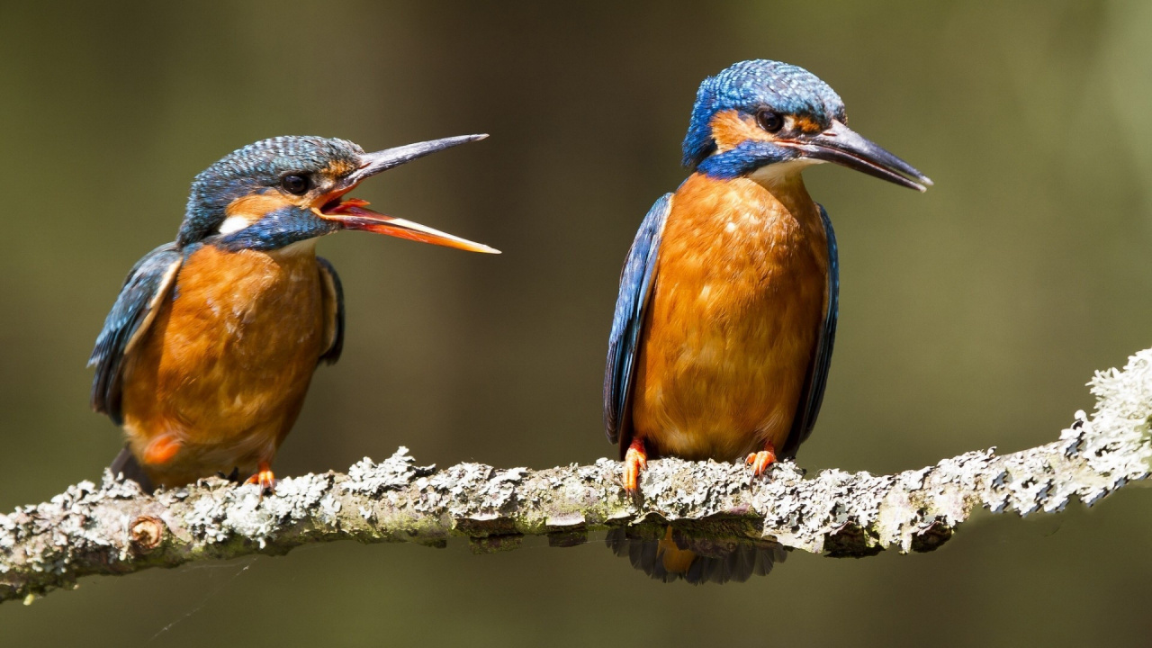 Обои зимородок, Обыкновенный зимородок, клюв, птица, живая природа в разрешении 1280x720