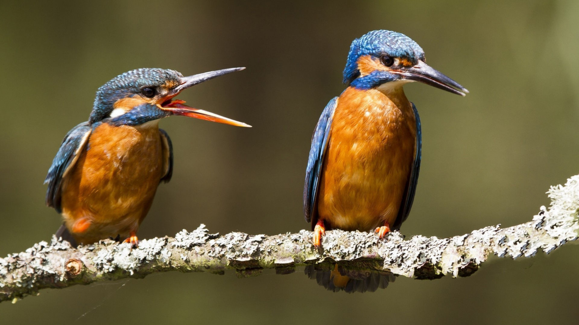 Обои зимородок, Обыкновенный зимородок, клюв, птица, живая природа в разрешении 1920x1080