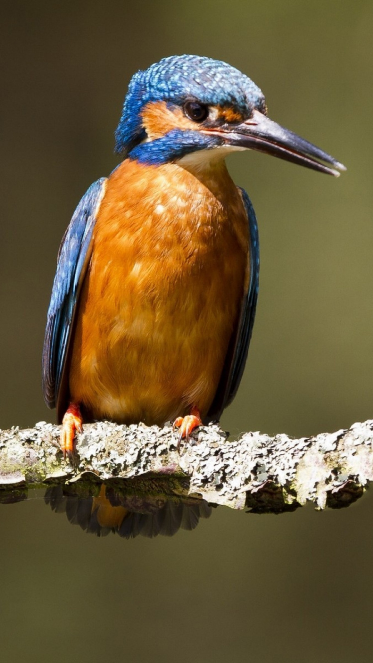 Обои зимородок, Обыкновенный зимородок, клюв, птица, живая природа в разрешении 750x1334