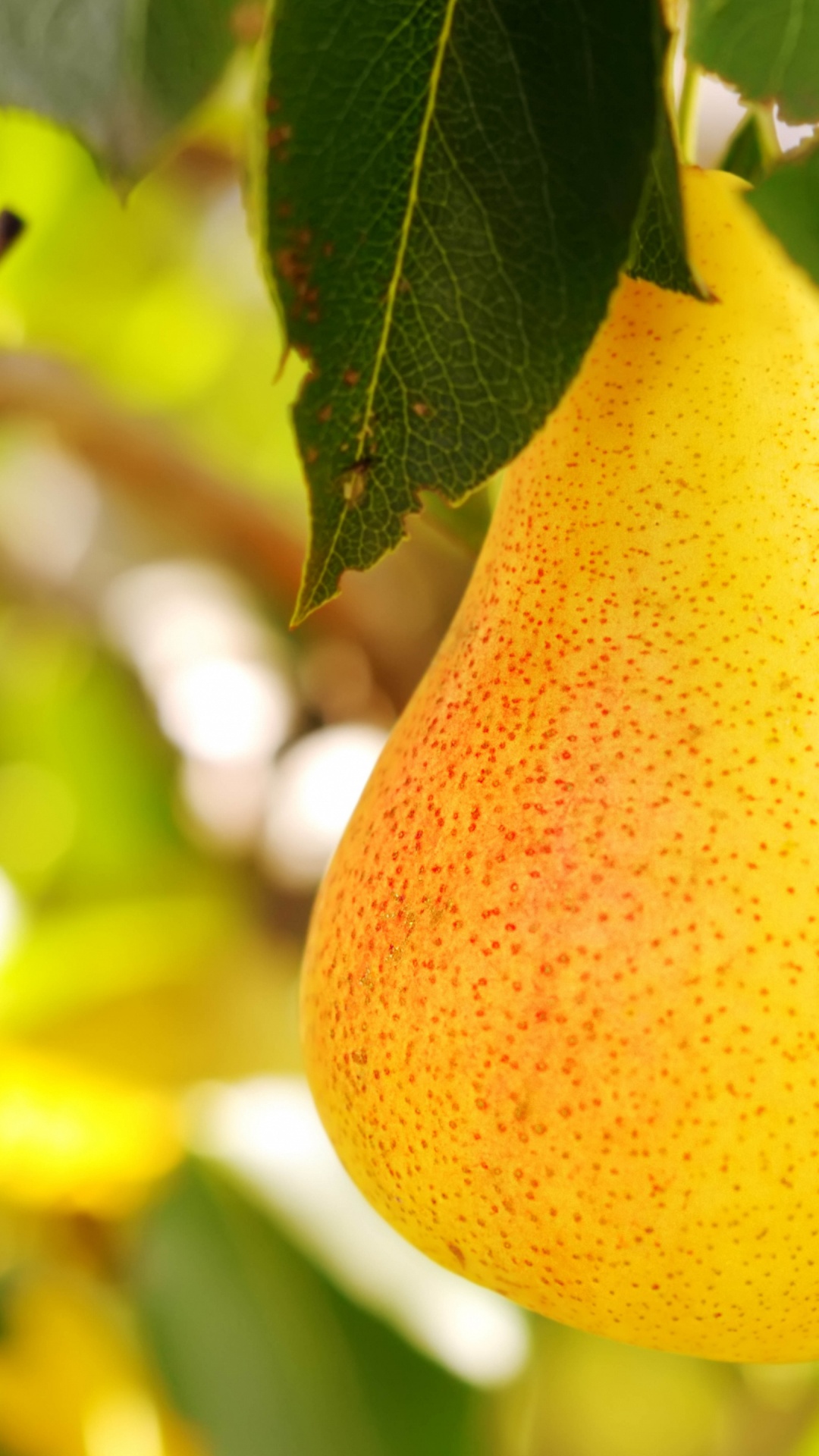 Обои груша, фрукты, яблоко, фруктовое дерево, пища в разрешении 1080x1920