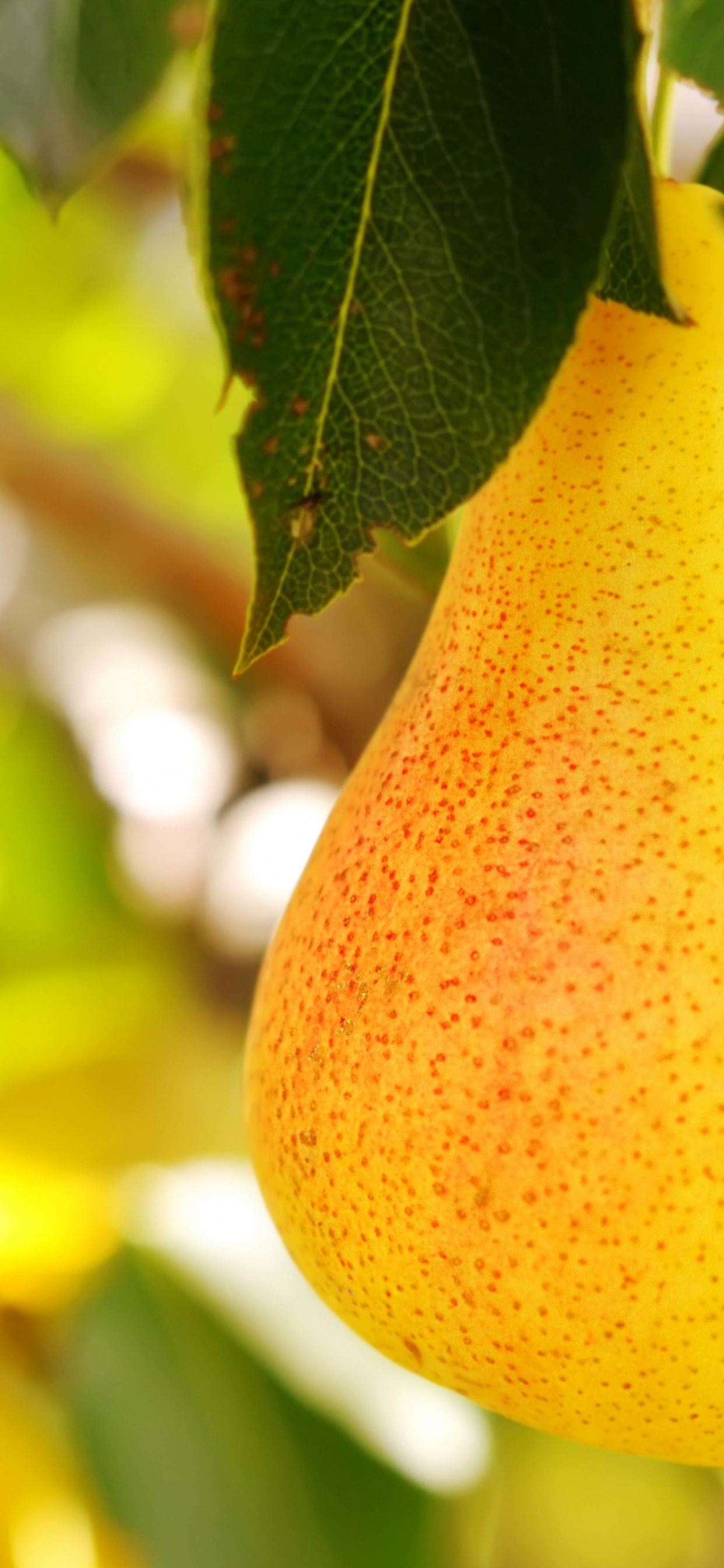 Обои груша, фрукты, яблоко, фруктовое дерево, пища в разрешении 1242x2688