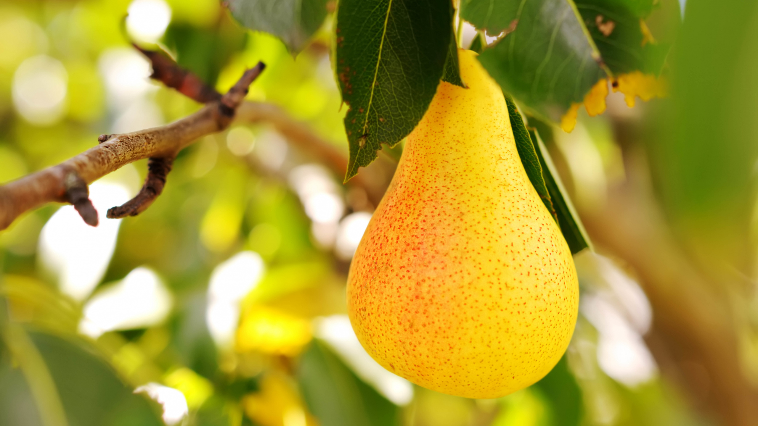 Обои груша, фрукты, яблоко, фруктовое дерево, пища в разрешении 2560x1440