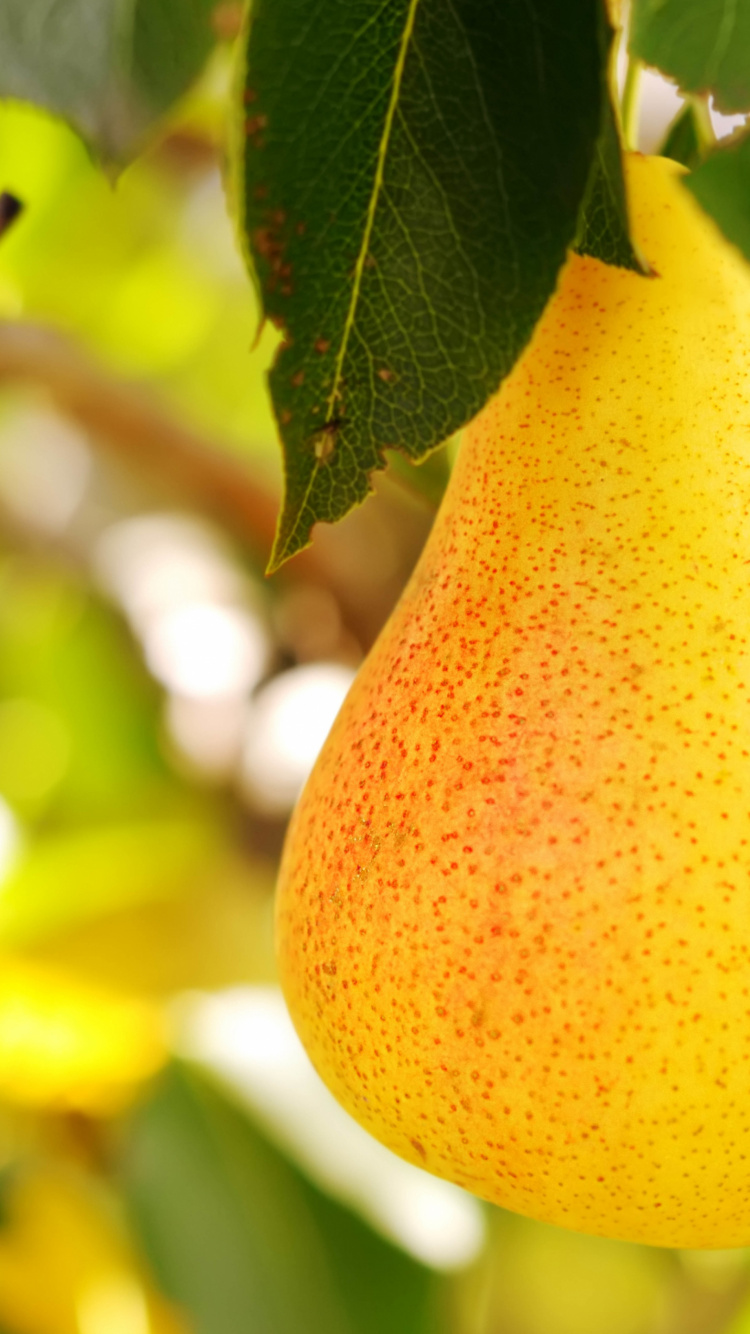 Обои груша, фрукты, яблоко, фруктовое дерево, пища в разрешении 750x1334