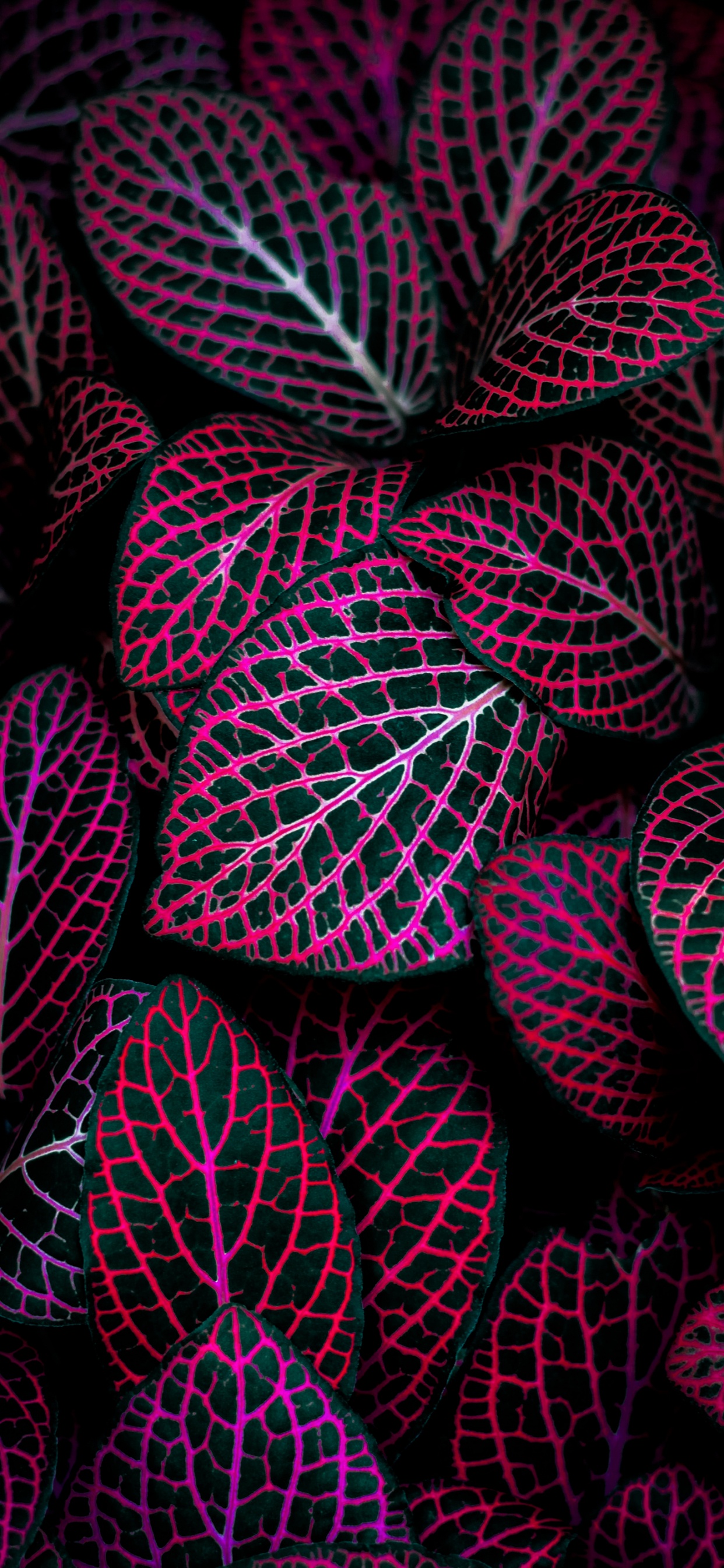 Обои Mac фон, растение, розовый, наземное растение, арт в разрешении 1242x2688