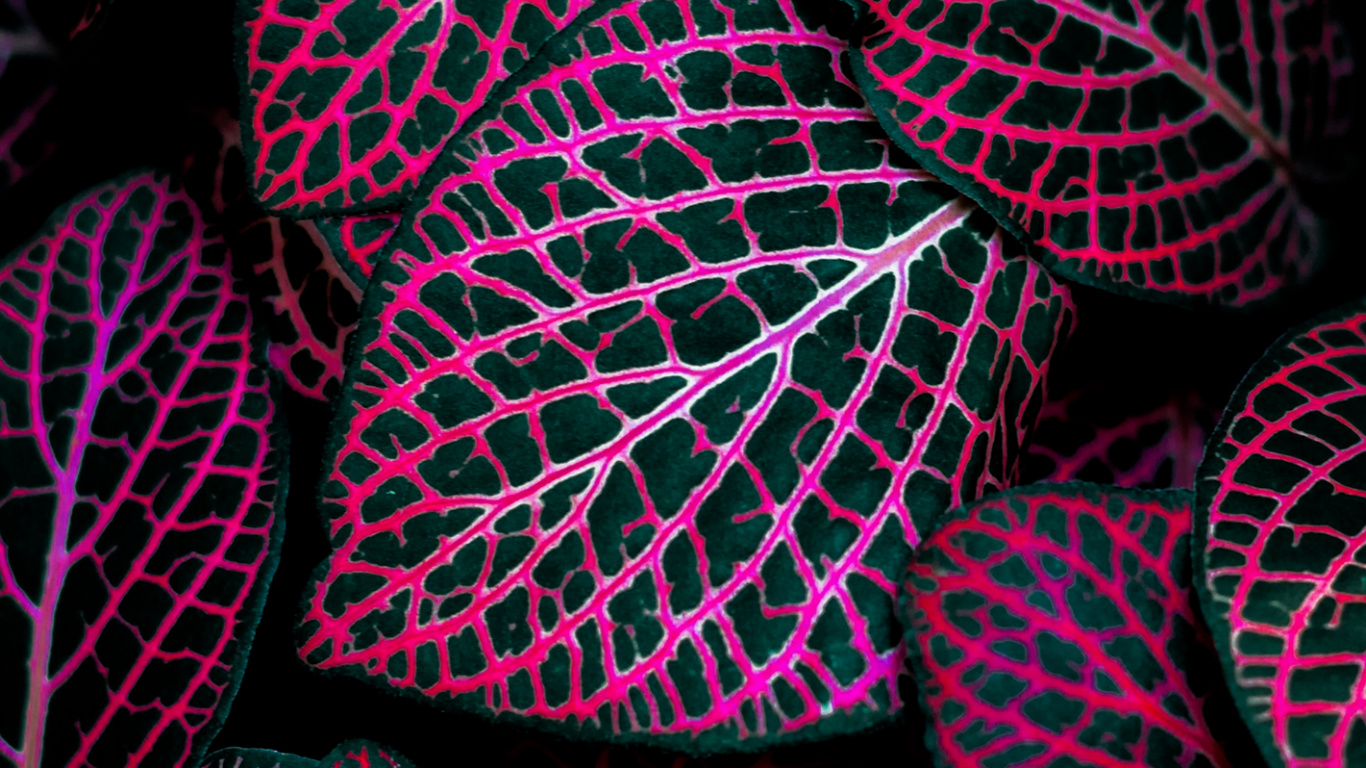 Обои Mac фон, растение, розовый, наземное растение, арт в разрешении 1366x768