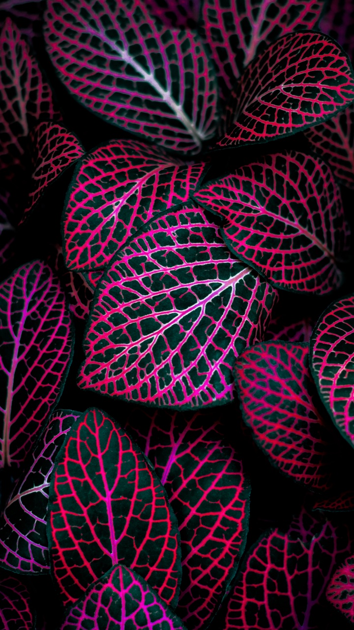 Обои Mac фон, растение, розовый, наземное растение, арт в разрешении 720x1280