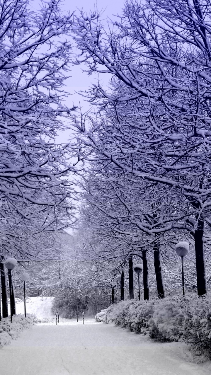 Обои зима, снег, дерево, ветвь, замораживание в разрешении 720x1280