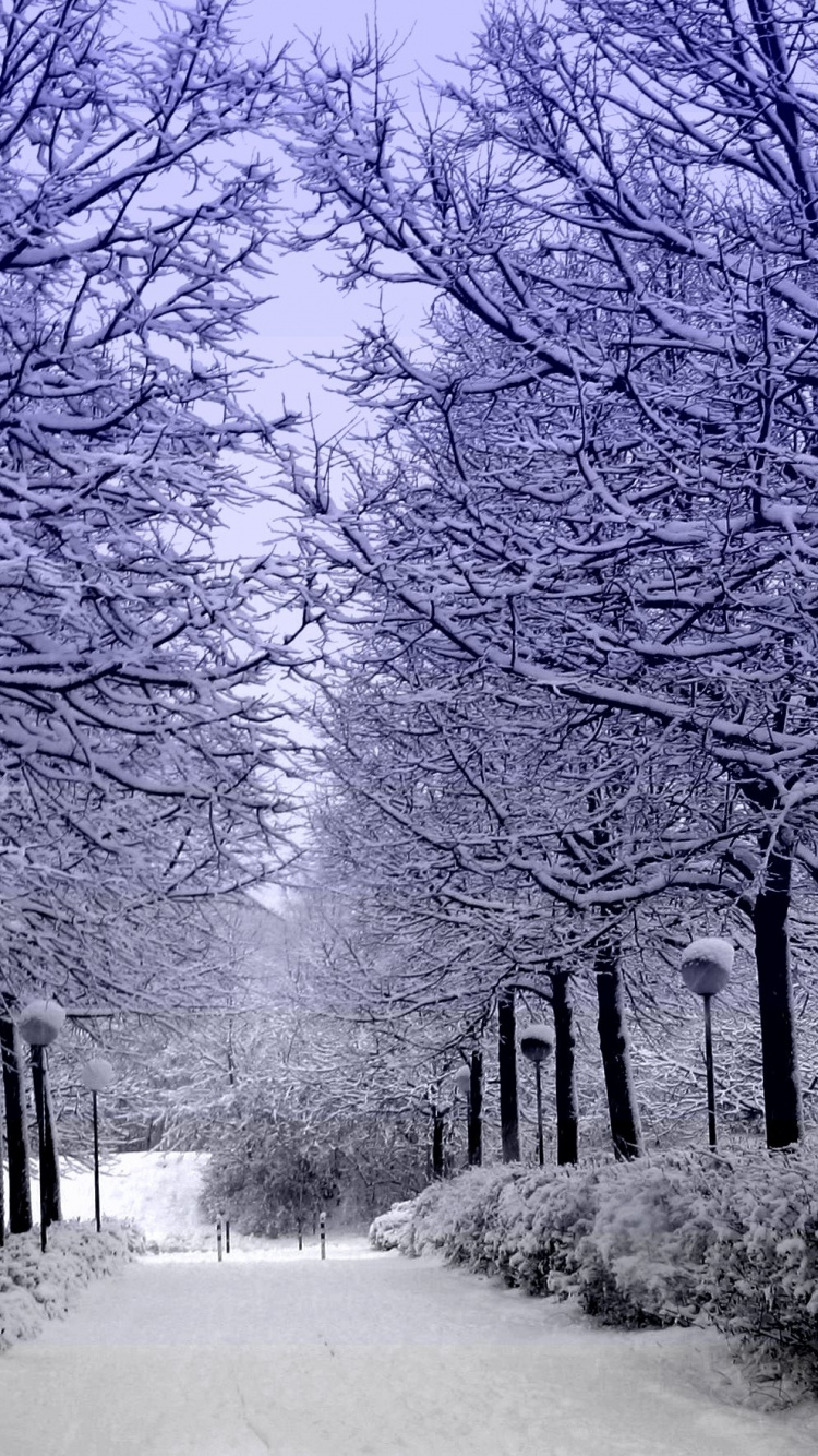 Обои зима, снег, дерево, ветвь, замораживание в разрешении 750x1334