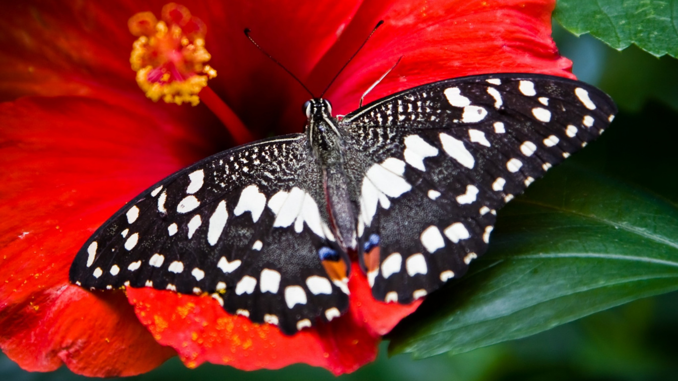 Обои репейница, цветок, насекомое, бабочка, мотыльки и бабочки в разрешении 1366x768