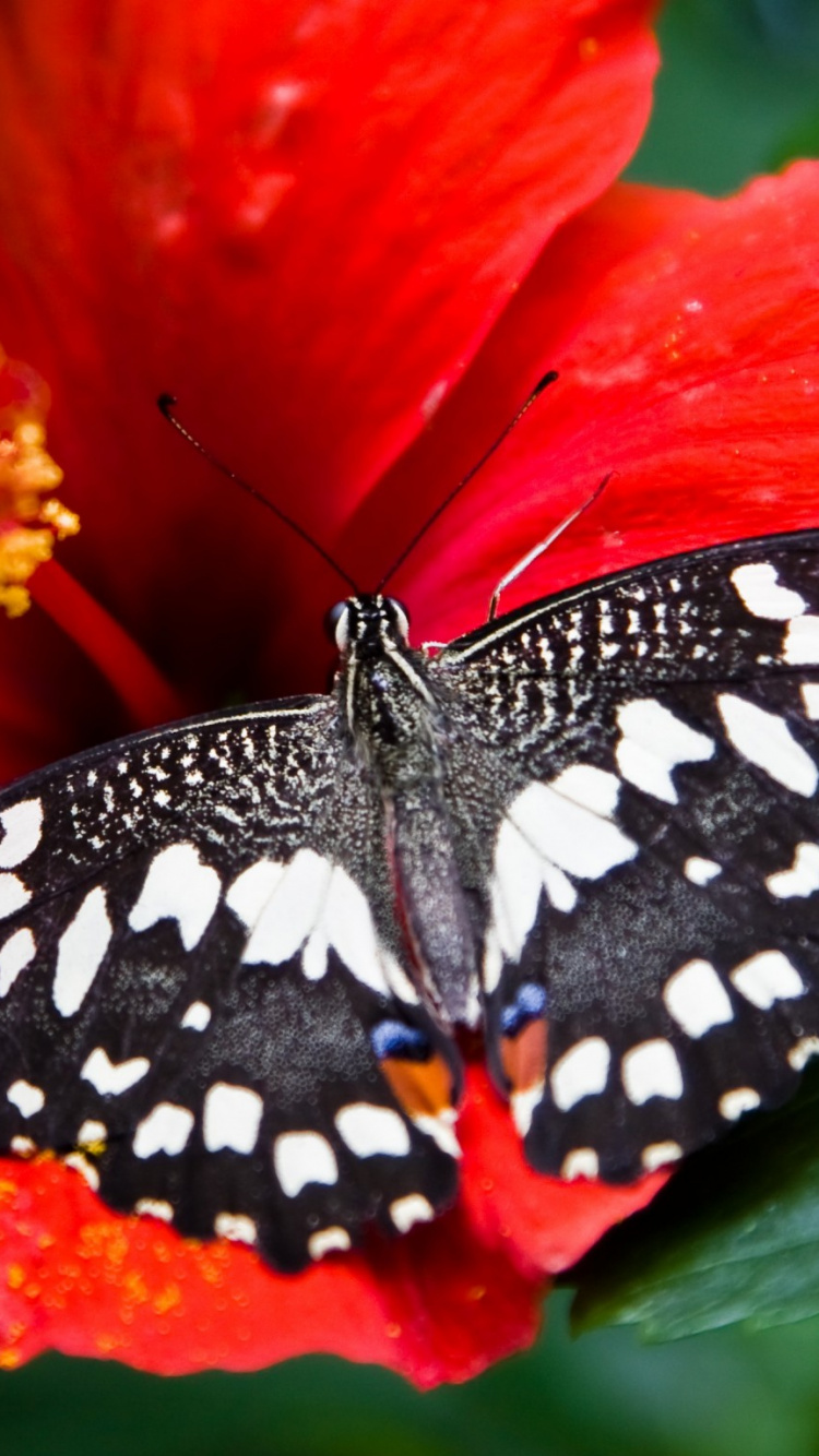 Обои репейница, цветок, насекомое, бабочка, мотыльки и бабочки в разрешении 750x1334