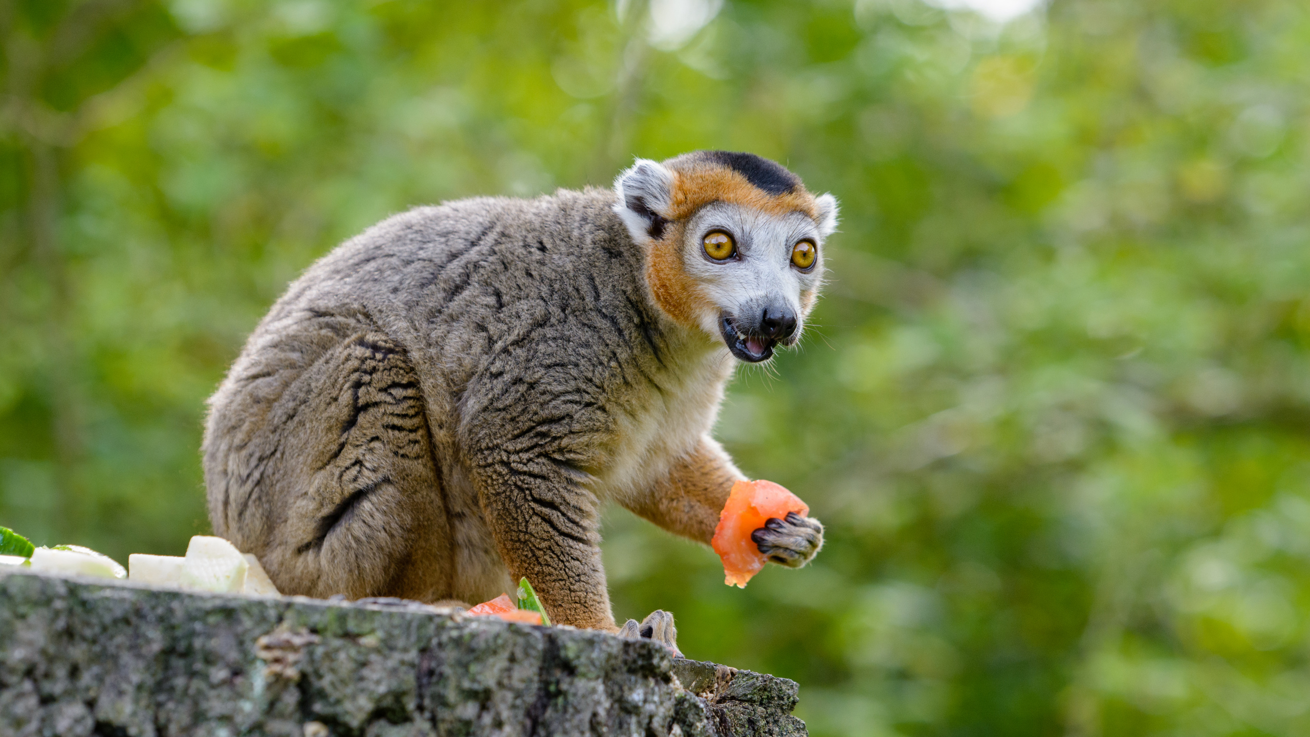 Обои наземные животные, примас, морда, живая природа, лемур в разрешении 2560x1440