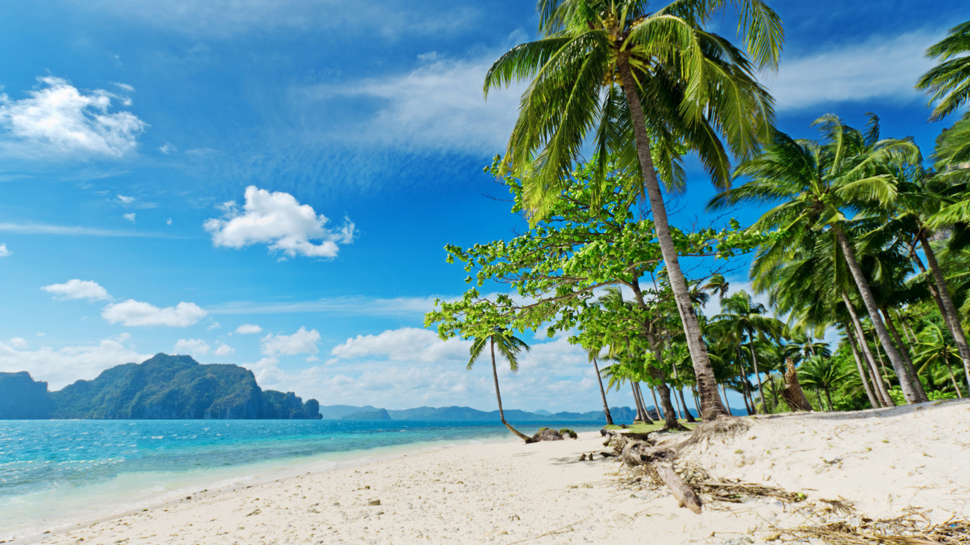 Обои пляж, море, тропическая зона, Пальма, Карибский бассейн в разрешении 1920x1080