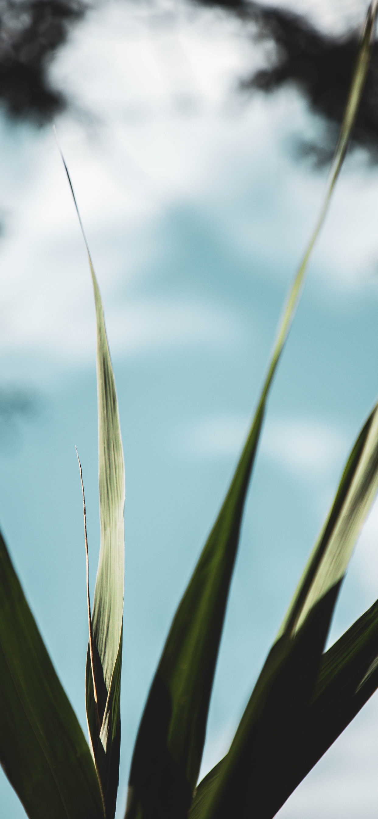 Обои рассада, ботаники, цветок, продукт, небо в разрешении 1242x2688