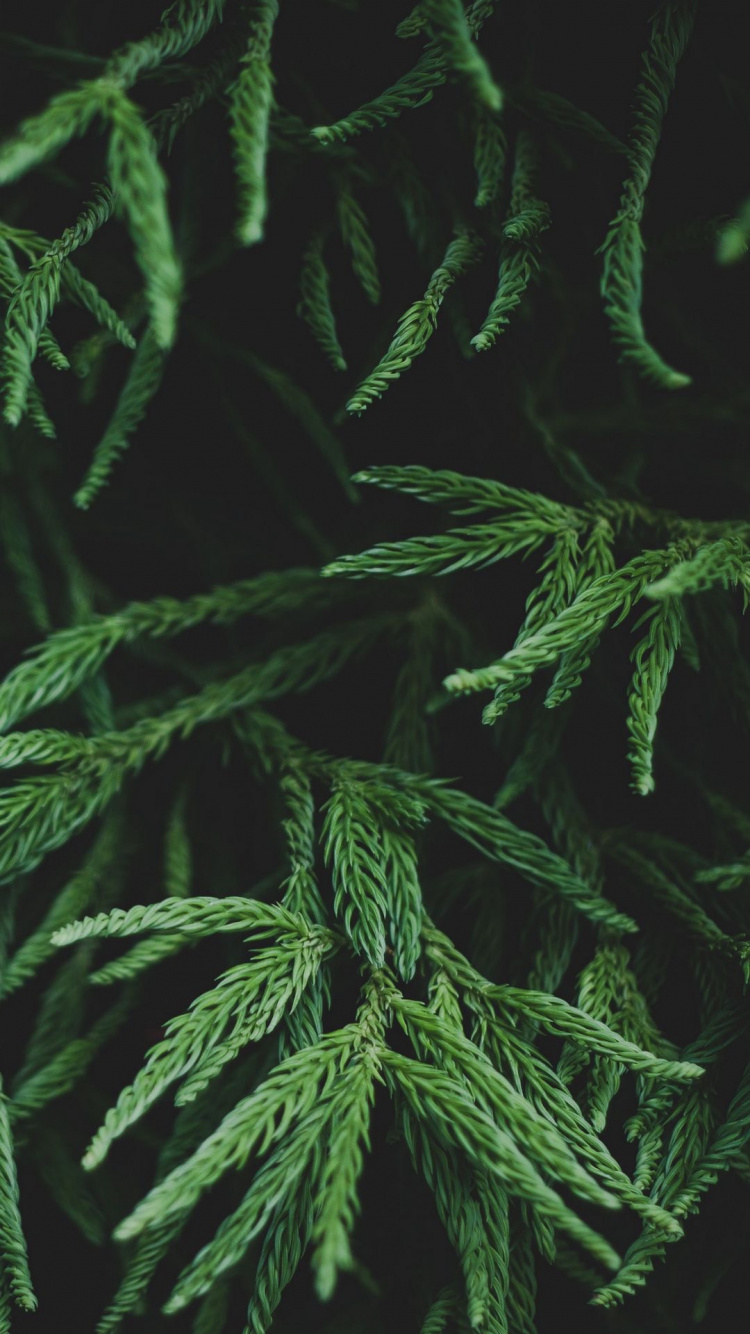 Обои лист, ветвь, папоротник, стебель растения, наземное растение в разрешении 750x1334