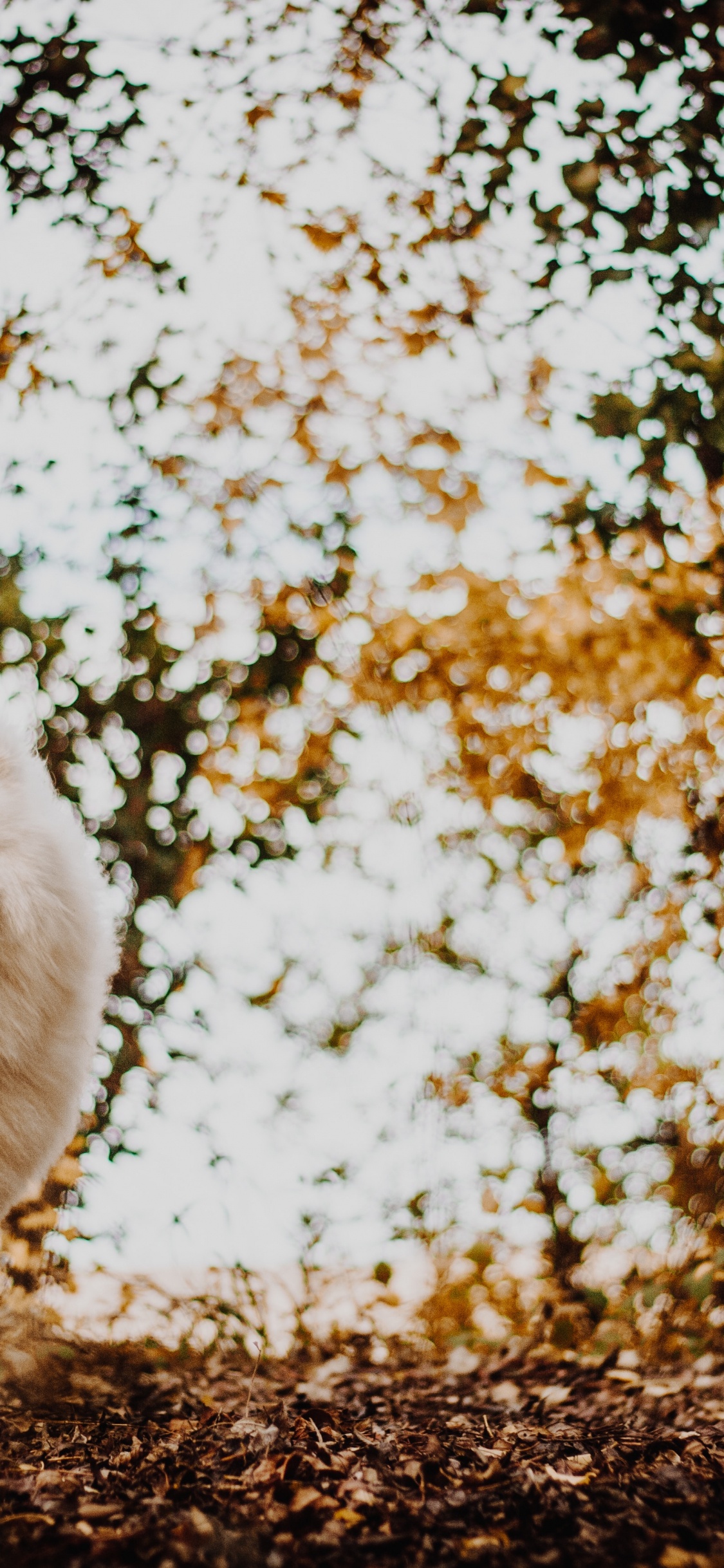 Обои собака породы, японский шпиц, самоедская собака, вольпино итальяно, окружающая среда в разрешении 1125x2436