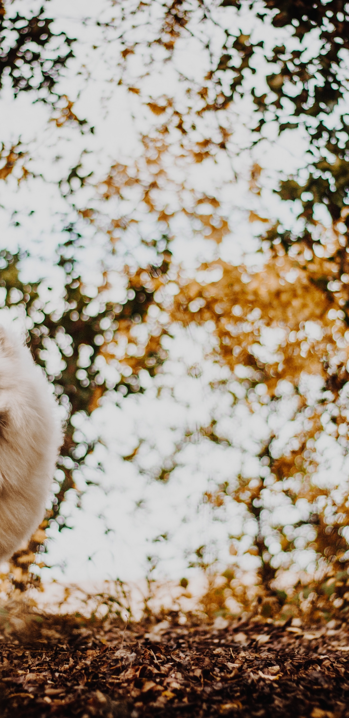 Обои собака породы, японский шпиц, самоедская собака, вольпино итальяно, окружающая среда в разрешении 1440x2960