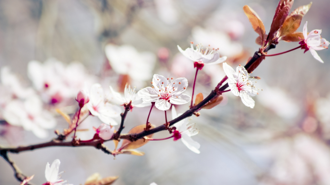 Обои расцвет, ветвь, цветок, весна, прут в разрешении 1366x768