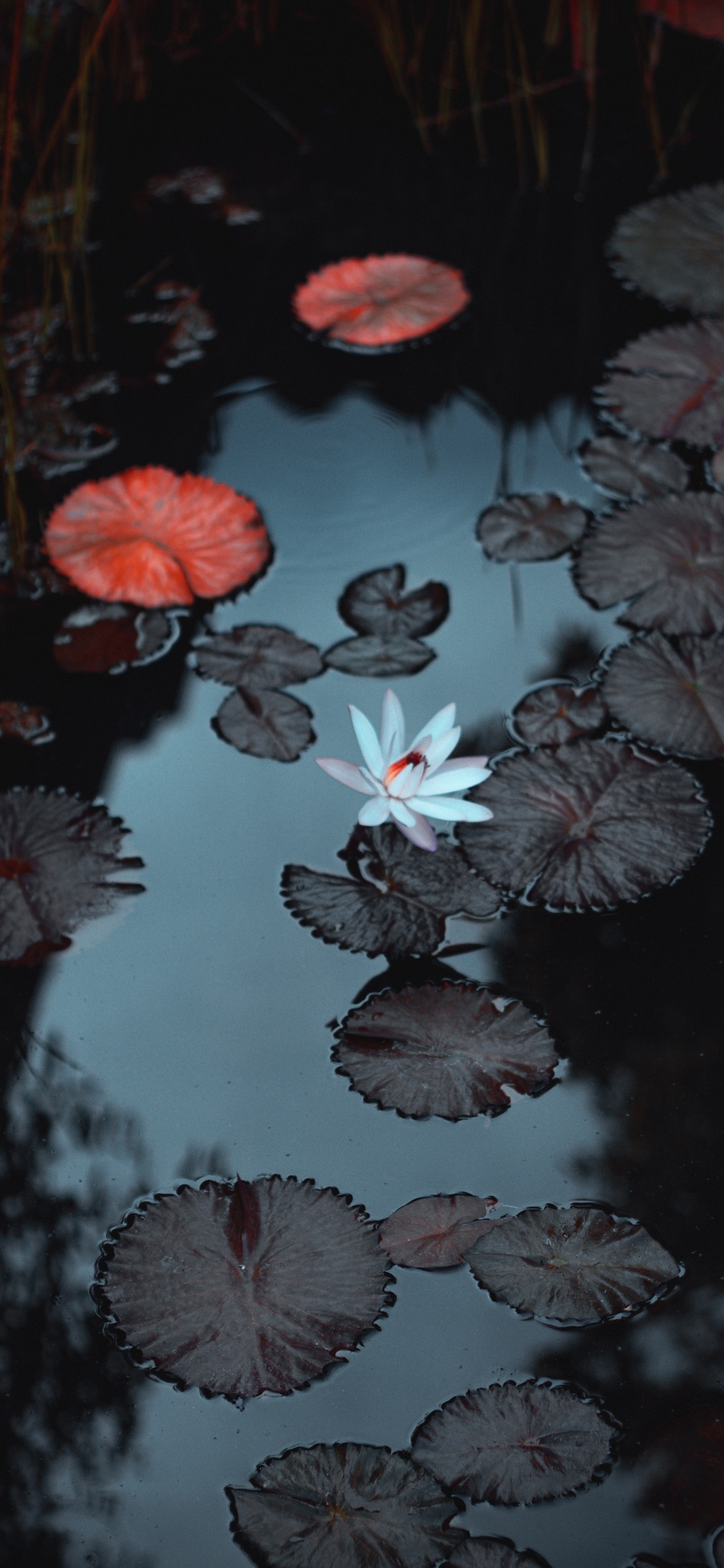 Обои вода, гидроресурсы, растение, жидкий, ботаники в разрешении 1125x2436