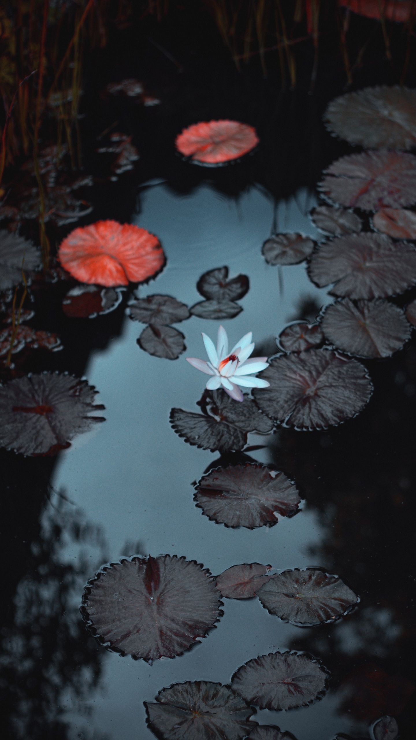 Обои вода, гидроресурсы, растение, жидкий, ботаники в разрешении 1440x2560