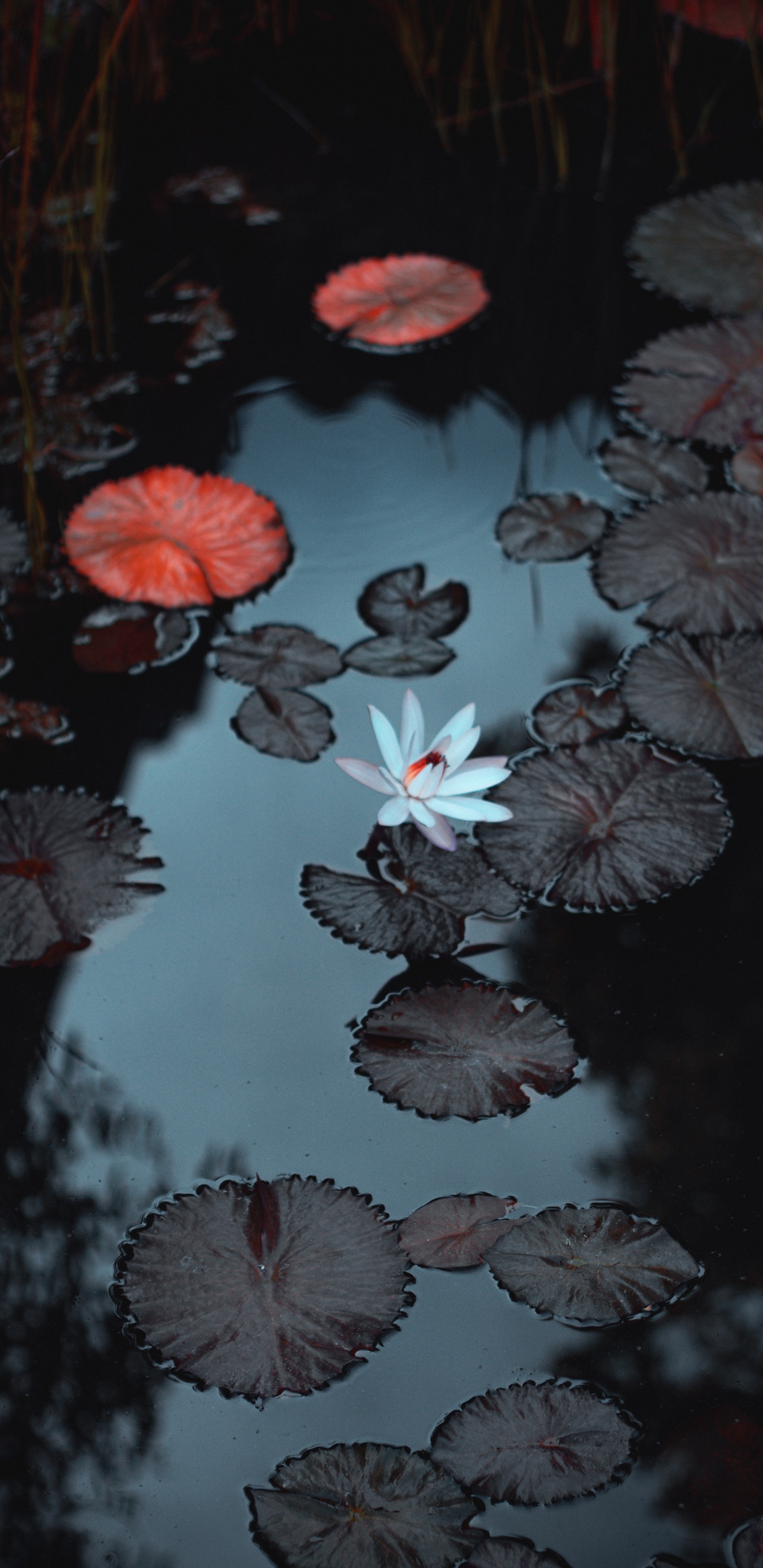 Обои вода, гидроресурсы, растение, жидкий, ботаники в разрешении 1440x2960