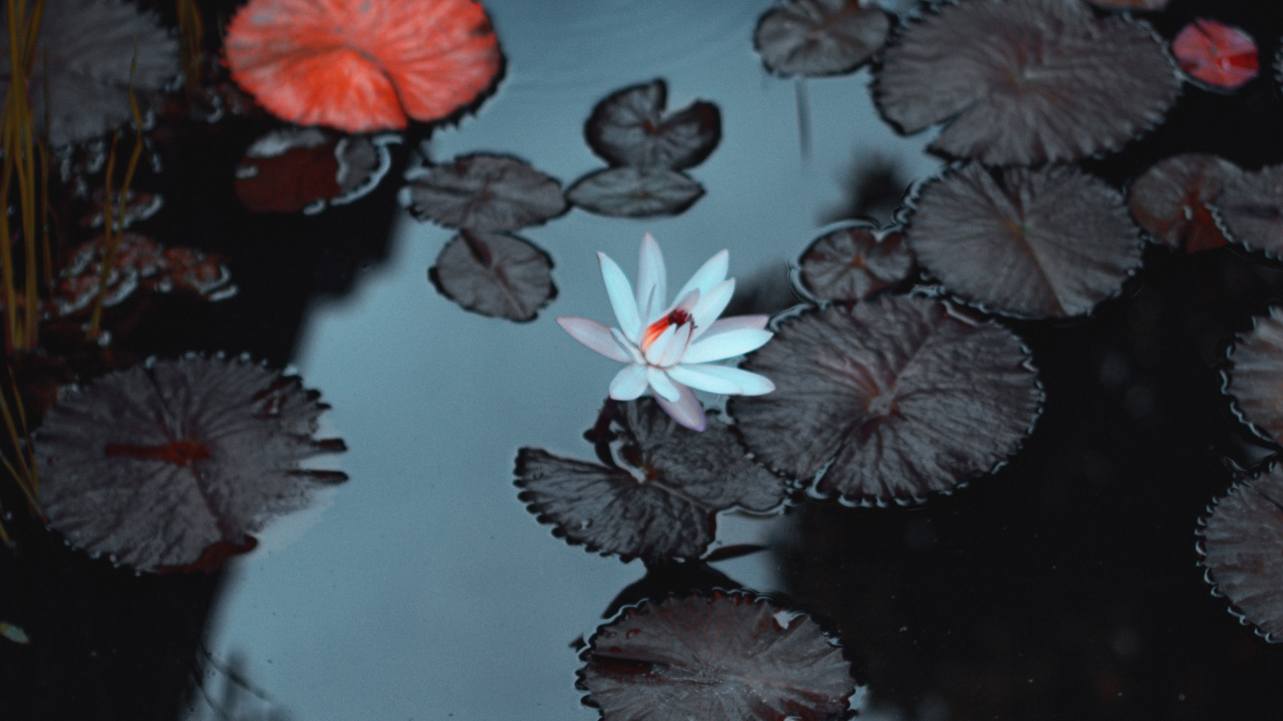 Обои вода, гидроресурсы, растение, жидкий, ботаники в разрешении 2560x1440