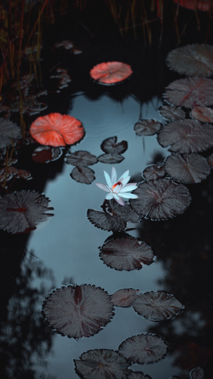 Обои вода, гидроресурсы, растение, жидкий, ботаники в разрешении 720x1280