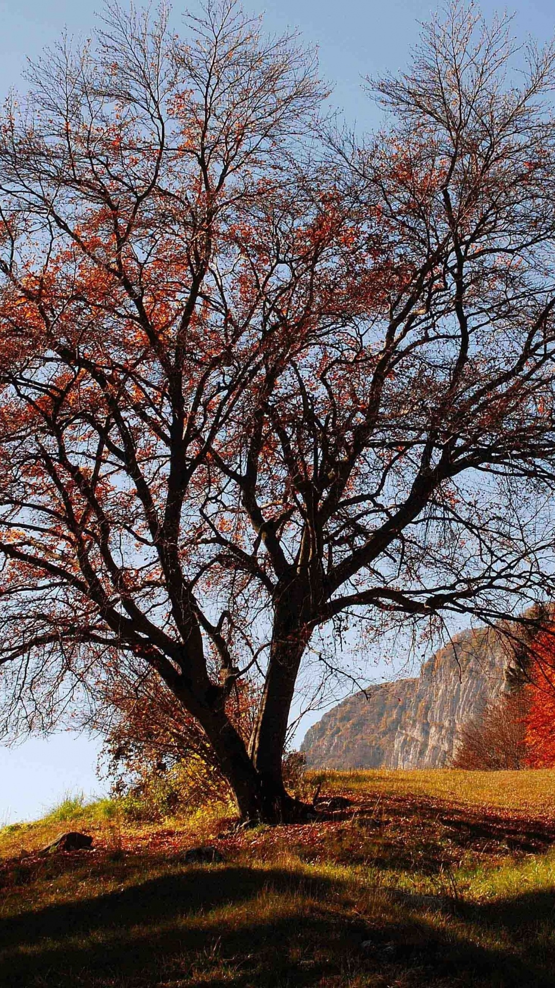 Обои природа, древесные растения, дерево, ветвь, лист в разрешении 1080x1920