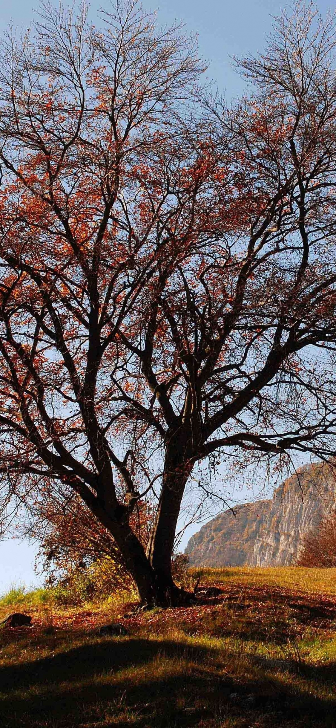 Обои природа, древесные растения, дерево, ветвь, лист в разрешении 1125x2436