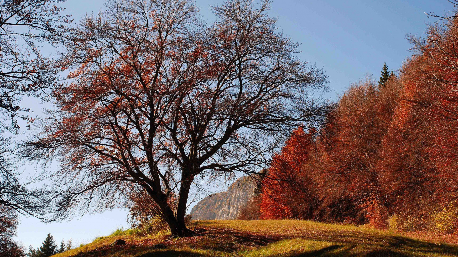 Обои природа, древесные растения, дерево, ветвь, лист в разрешении 1920x1080