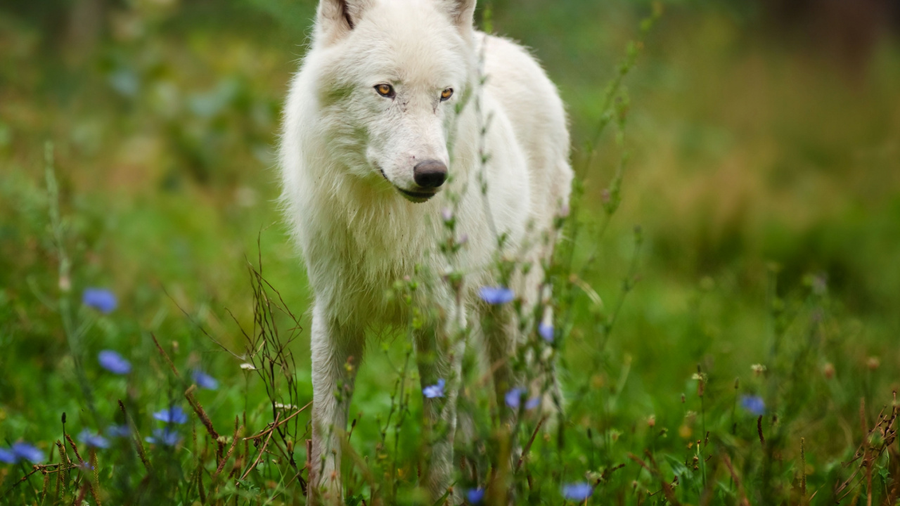 Обои арктический волк, живая природа, тундра, мордочка, фауна в разрешении 1280x720